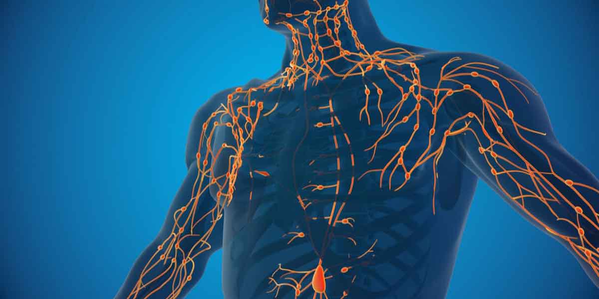 lymphatic-system